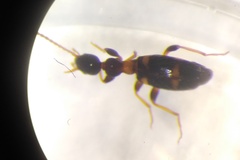 Leptaleus rodriguesi