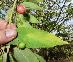 Cerisier De Jamaïque (Muntingia calabura)