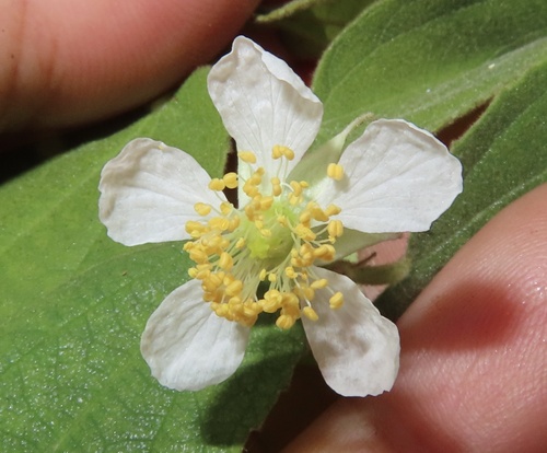 Muntingia calabura