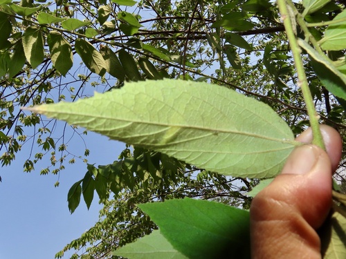 Muntingia calabura