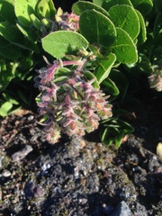 Arctostaphylos confertiflora