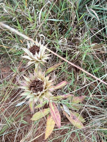 Silver Dollprotea (Macledium zeyheri)