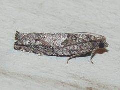 Pseudexentera