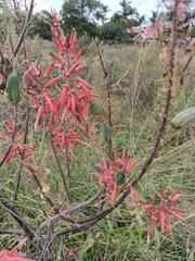 (c) Hildegard Klein, some rights reserved (CC BY) Aloe transvaalensis, photograph (c) Hildegard Klein, some rights reserved (CC BY)