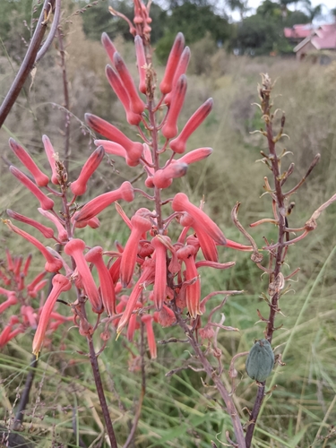 Aloe transvaalensis, photograph 4