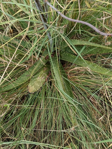 Aloe transvaalensis, photograph 5