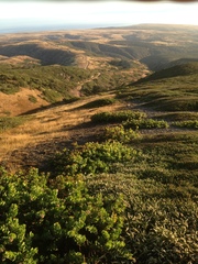 Arctostaphylos confertiflora