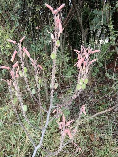 Aloe transvaalensis