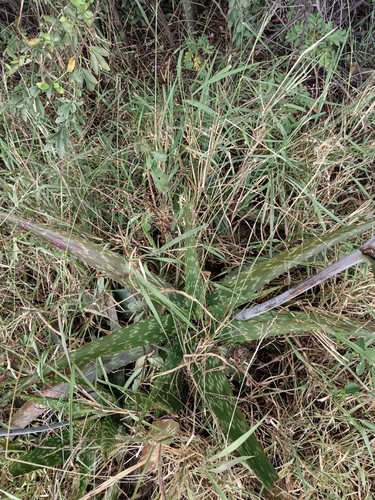 Aloe transvaalensis, photograph 2