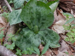 Trillium stamineum