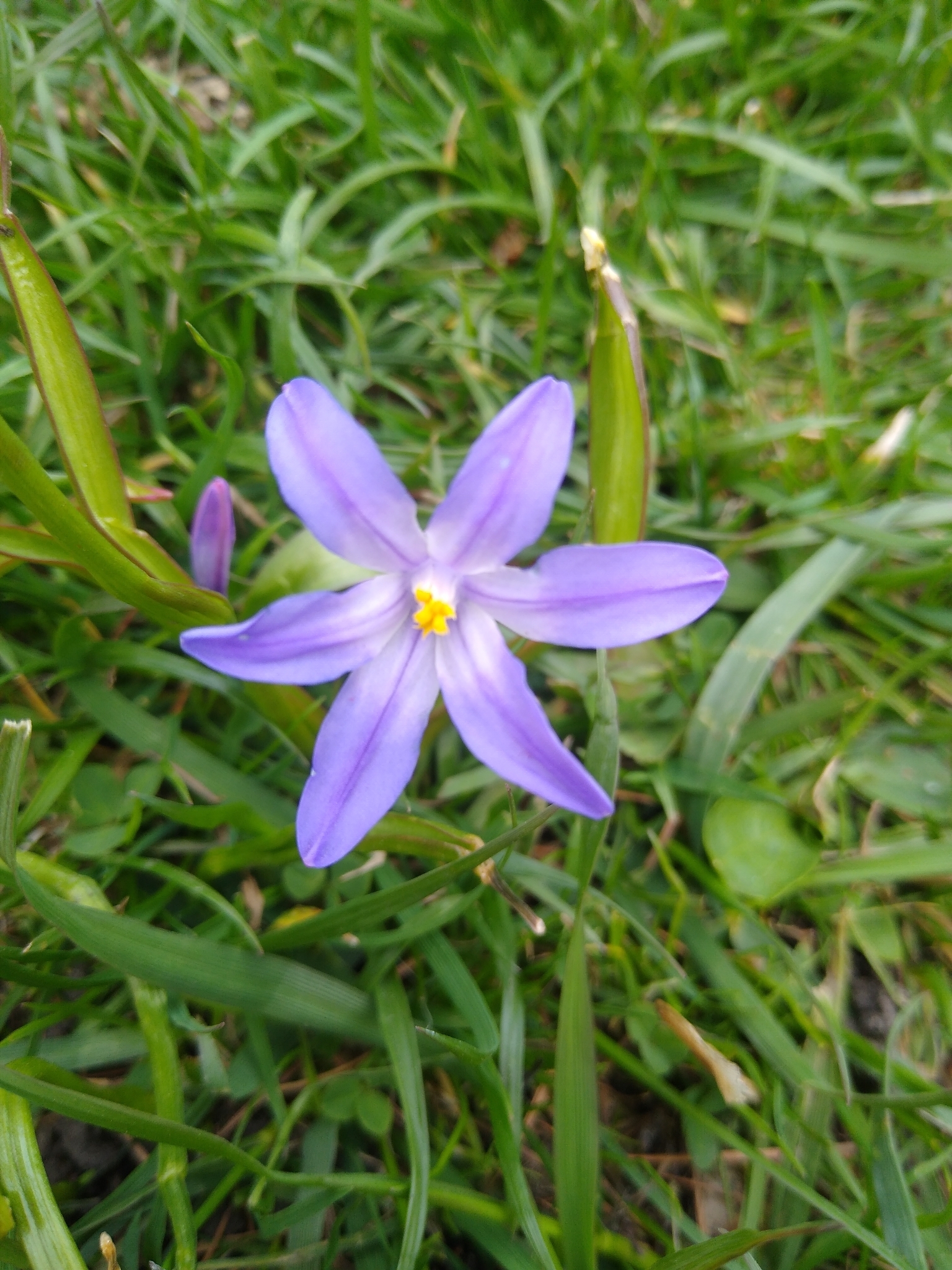 Boissier's Glory-Of-The-Snow (Scilla luciliae)