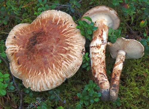 Matsutake
