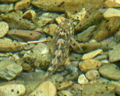 Gobiomorphus breviceps