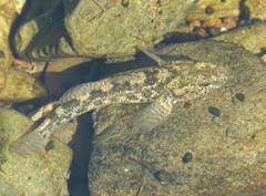 Gobiomorphus breviceps