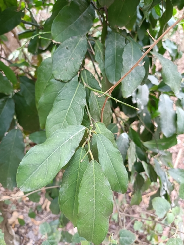 Capparis micracantha, photograph 5