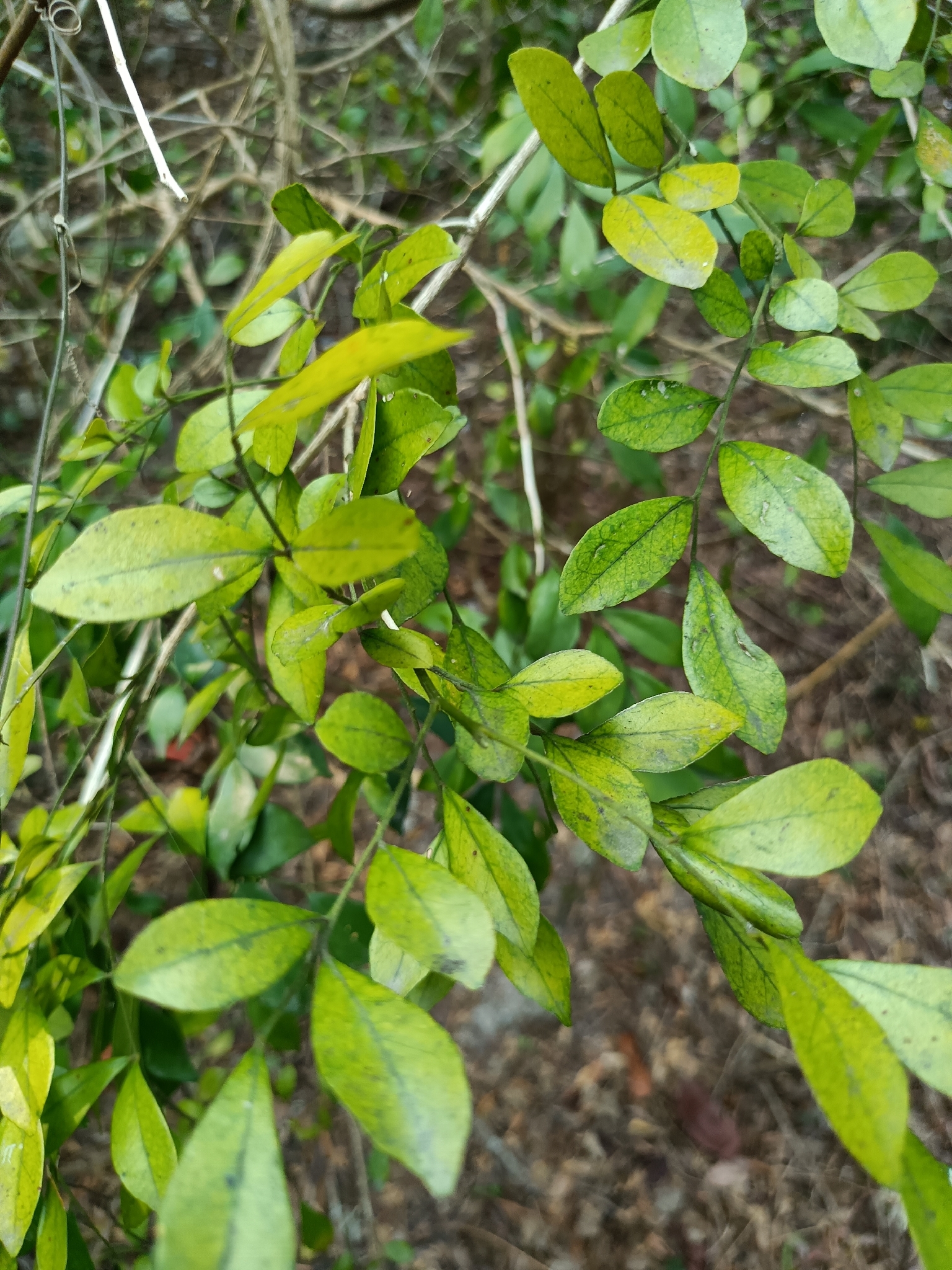 Orange Jasmine (Murraya paniculata)