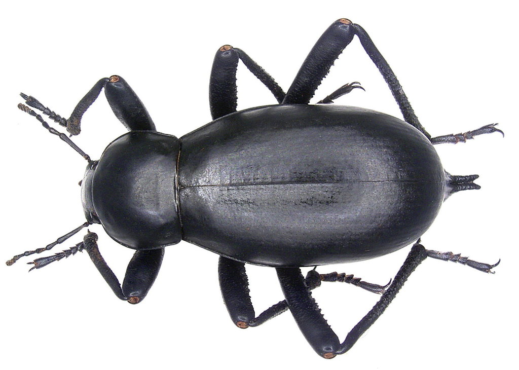 Darkling Beetles (The Beetles (Order Coleoptera) of Southern California) ·  iNaturalist