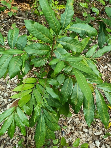 Longan (Dimocarpus longan)