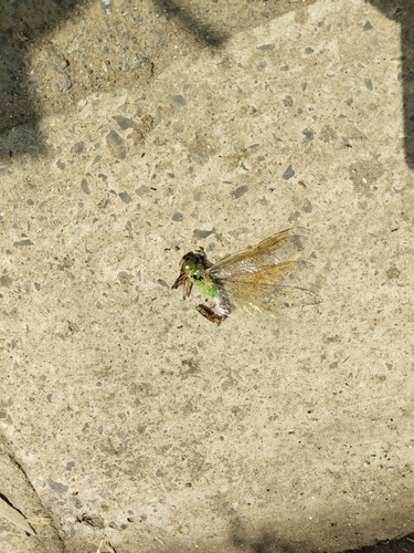 Oriental Lesser Emperor