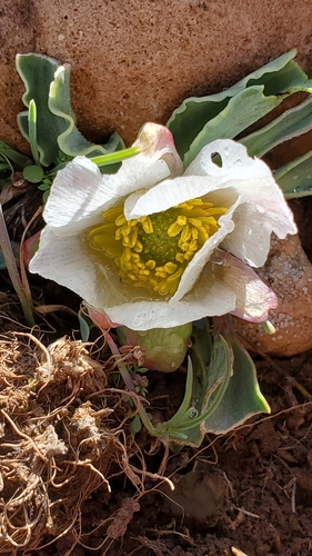 Ranunculus calandrinioides