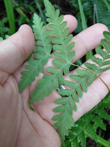 Water Fern (Histiopteris incisa)