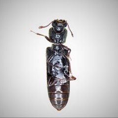 Lyctus carbonarius