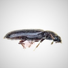 Lyctus carbonarius