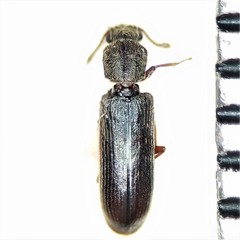 Lyctus carbonarius