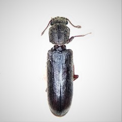 Lyctus carbonarius