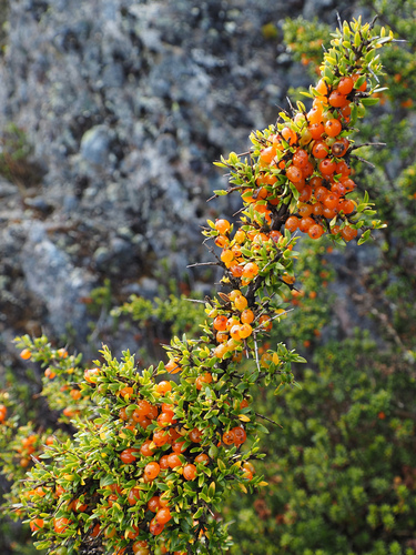Coprosma nitida, photograph 4