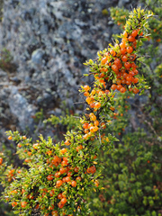 Coprosma nitida, photograph author not stated, no rights reserved