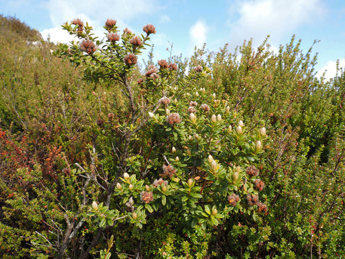 Oxylobium ellipticum, photograph 2