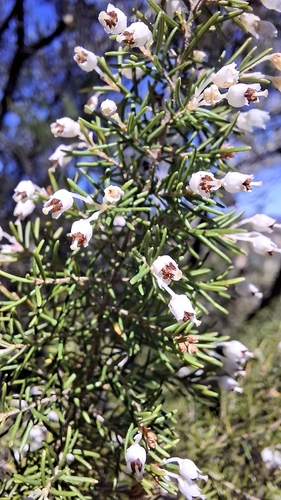 Avistamiento Erica arborea