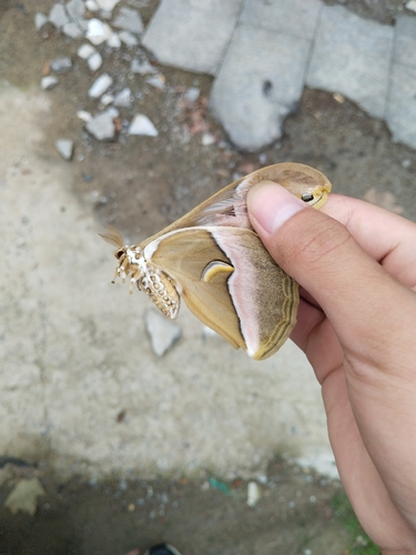 Lesser Atlas Moth