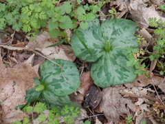 Trillium stamineum