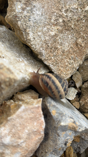Cornu aspersum