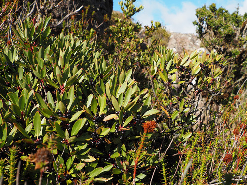 Mountain Pepper (Tasmannia lanceolata)