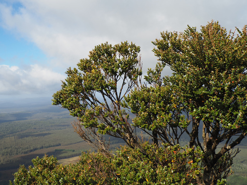 Myrtle Beech (Nothofagus cunninghamii)