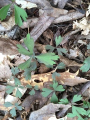 Anemonoides quinquefolia