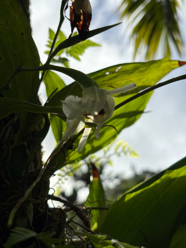 Coelogyne guamensis observed 2026-04-08