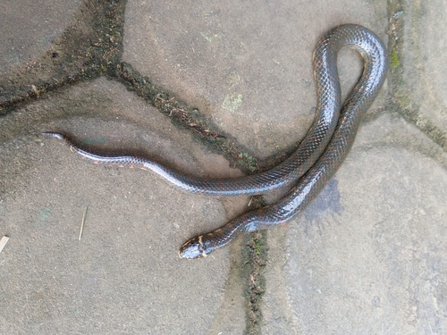 Photo of a Reuss' Mud Snake (Miralia alternans)