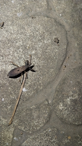 Oncocephalus breviscutum
