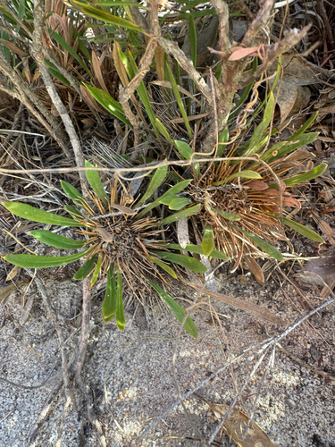 Yellow Honeypot (Banksia tridentata)