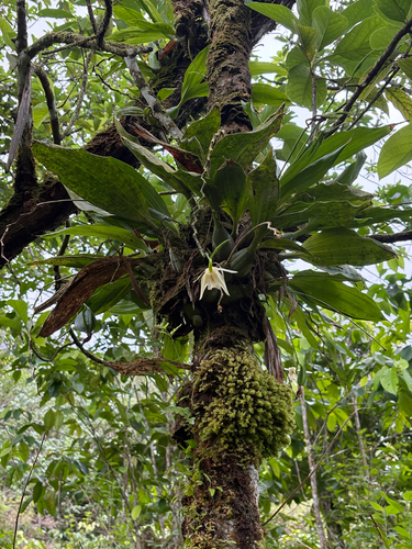 Coelogyne guamensis observed 2026-04-08