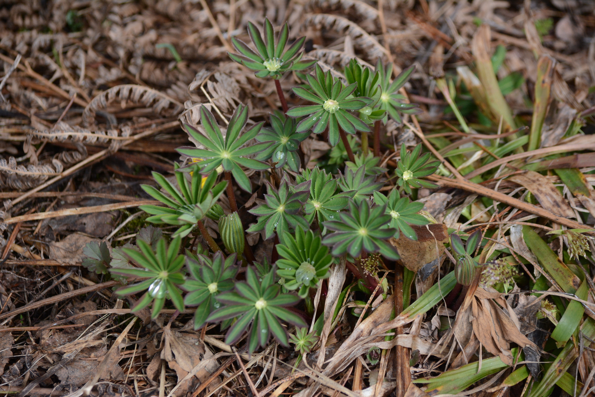 Large-Leaved Lupine (Lupinus polyphyllus)
