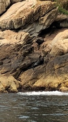 Arctocephalus forsteri