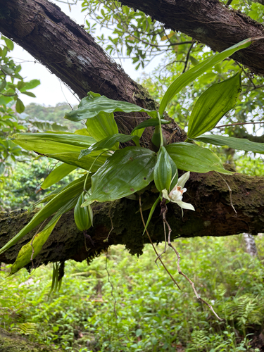 Coelogyne guamensis observed 2026-04-08