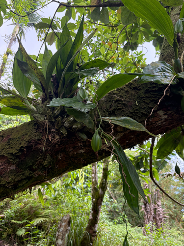 Coelogyne guamensis observed 2026-04-08