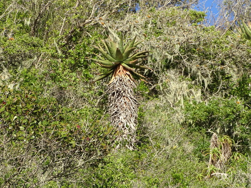 Cape Aloe (Aloe ferox)