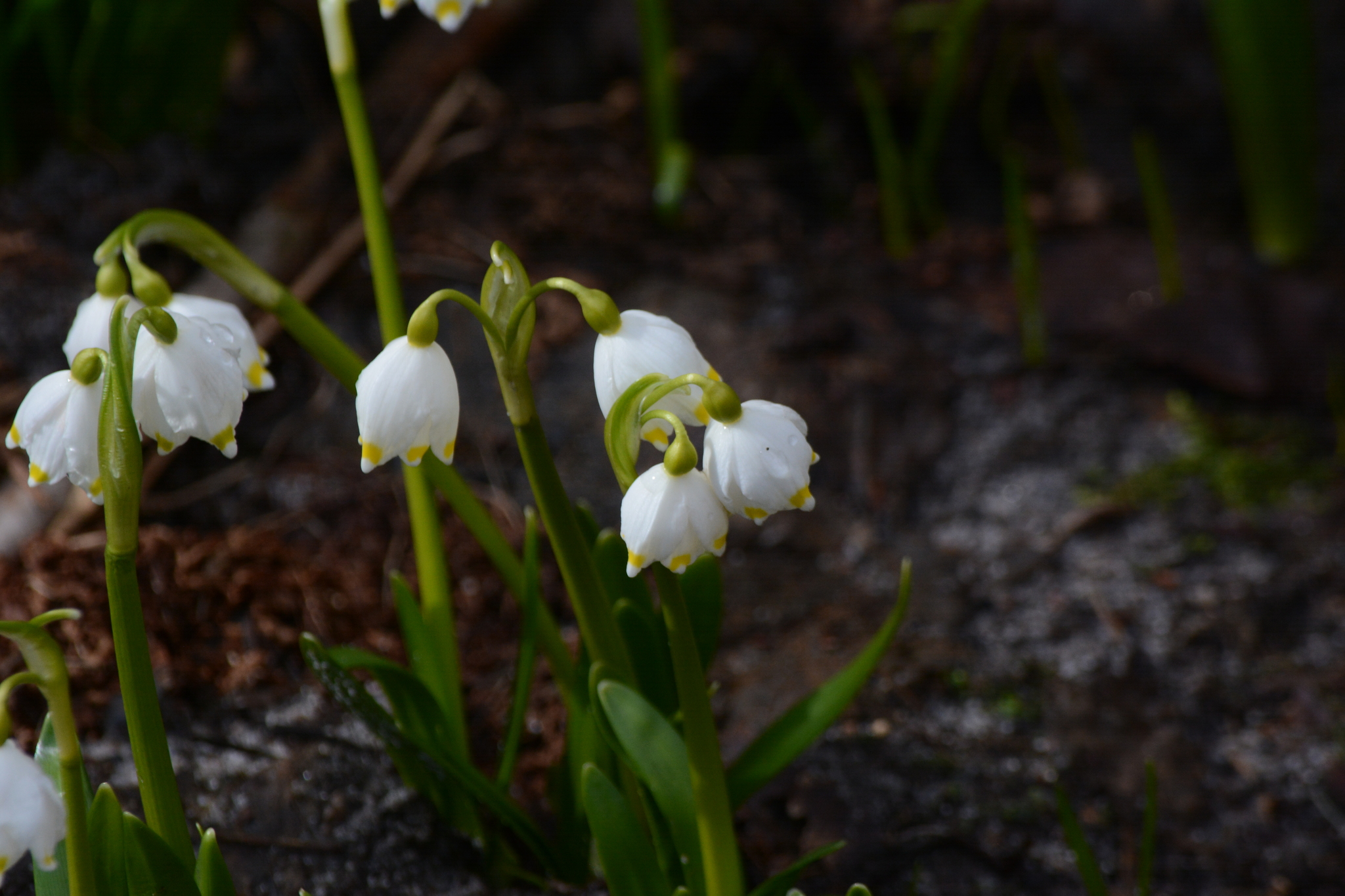 Spring Snowflake (Leucojum vernum)